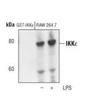 IKK epsilon Antibody in Western Blot (WB)