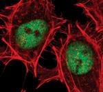 PBX1 Antibody in Immunocytochemistry (ICC/IF)