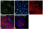 EEA1 Antibody in Immunocytochemistry (ICC/IF)