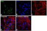 EEA1 Antibody in Immunocytochemistry (ICC/IF)