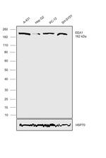 EEA1 Antibody in Western Blot (WB)