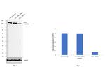 EEA1 Antibody in Western Blot (WB)