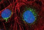 EEA1 Antibody in Immunocytochemistry (ICC/IF)