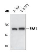 EEA1 Antibody in Western Blot (WB)