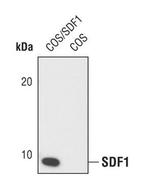 CXCL12 Antibody in Western Blot (WB)