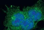 UBE1 Isoform A/B Antibody in Immunocytochemistry (ICC/IF)