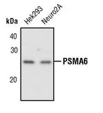 PSMA6 Antibody in Western Blot (WB)