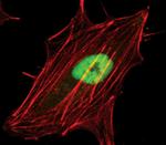 PRMT1 Antibody in Immunocytochemistry (ICC/IF)