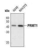 PRMT1 Antibody in Western Blot (WB)