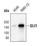 GLI1 Antibody in Western Blot (WB)