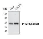 PRMT4 Antibody in Western Blot (WB)