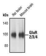 GluR2/GluR3/GluR4 Antibody in Western Blot (WB)