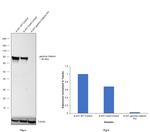 gamma Catenin Antibody in Western Blot (WB)