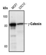 gamma Catenin Antibody in Western Blot (WB)