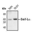 ERO1L Antibody in Western Blot (WB)