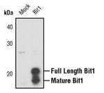 Bit1 Antibody in Western Blot (WB)