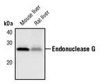 ENDOG Antibody in Western Blot (WB)