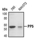 PP5 Antibody in Western Blot (WB)