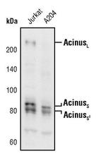 Acinus Antibody in Western Blot (WB)