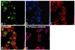 LSD1 Antibody in Immunocytochemistry (ICC/IF)