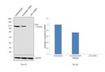 LSD1 Antibody