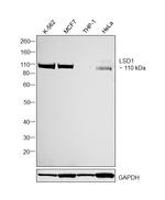 LSD1 Antibody in Western Blot (WB)