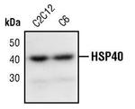 HSP40 Antibody in Western Blot (WB)