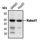 Naked1 Antibody in Western Blot (WB)