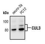 Cullin 3 Antibody in Western Blot (WB)