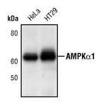 AMPK alpha-1 Antibody in Western Blot (WB)