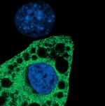 SCD Antibody in Immunocytochemistry (ICC/IF)