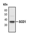 SCD Antibody in Western Blot (WB)