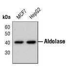 Aldolase A Antibody in Western Blot (WB)