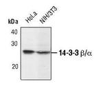 14-3-3 beta Antibody in Western Blot (WB)