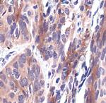 14-3-3 theta Antibody in Immunohistochemistry (Paraffin) (IHC (P))