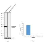 Doublecortin Antibody