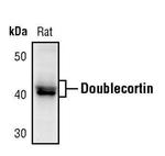 Doublecortin Antibody in Western Blot (WB)