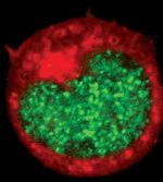 RUNX1 Antibody in Immunocytochemistry (ICC/IF)