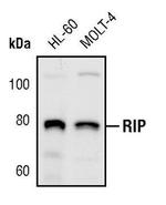 RIP1 Antibody in Western Blot (WB)