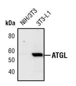 ATGL Antibody in Western Blot (WB)