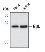 GBL Antibody in Western Blot (WB)