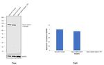 Catenin alpha-1 Antibody in Western Blot (WB)