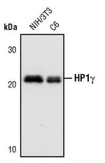 HP1 gamma Antibody in Western Blot (WB)