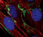 Caveolin 1 Antibody in Immunocytochemistry (ICC/IF)