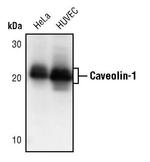 Caveolin 1 Antibody in Western Blot (WB)