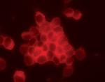 c-Cbl Antibody in Immunocytochemistry (ICC/IF)