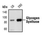 GYS1 Antibody in Western Blot (WB)