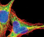 NEDD4 Antibody in Immunocytochemistry (ICC/IF)