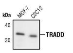 TRADD Antibody in Western Blot (WB)