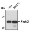 RhoGDI Antibody in Western Blot (WB)